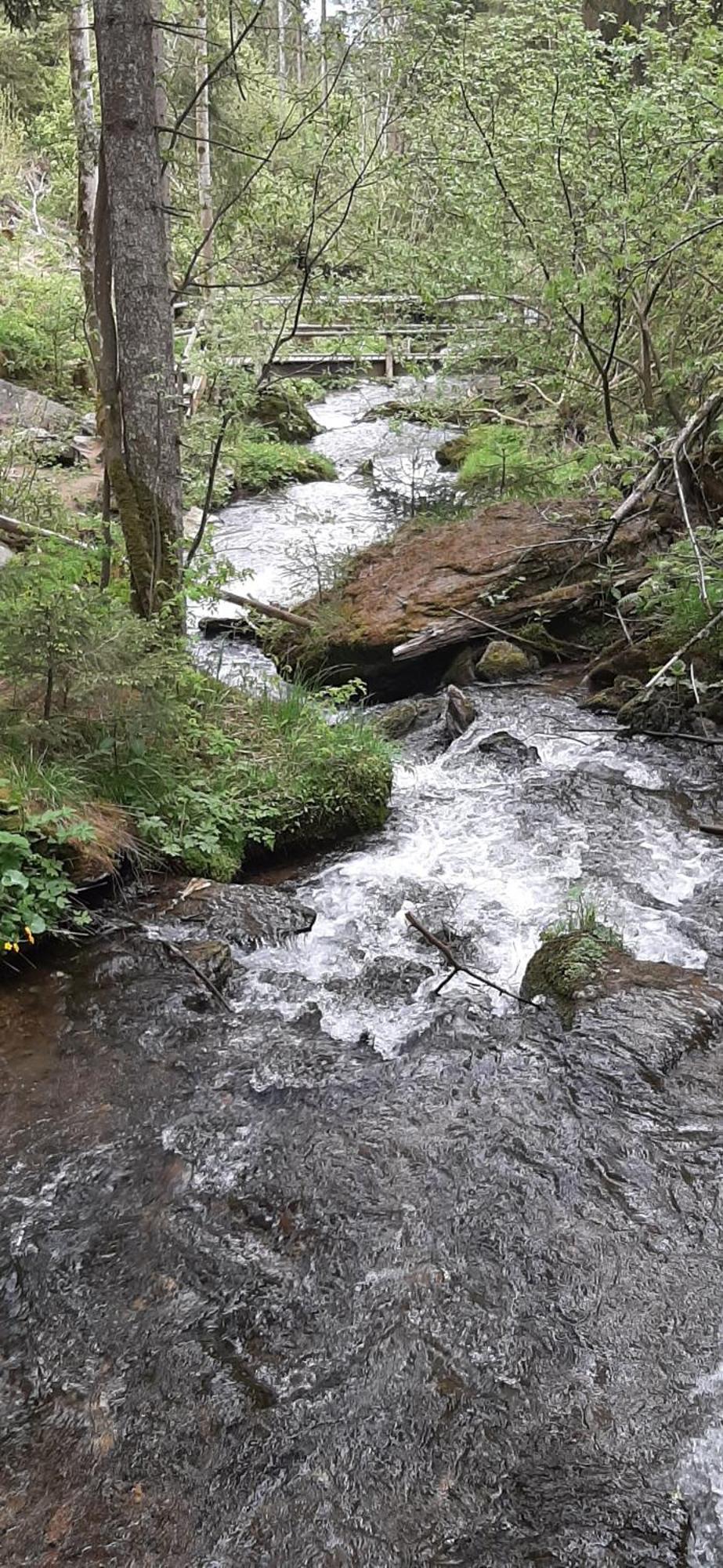Fruhstuckspension Bischof I D Wiesen Санкт-Петер-ам-Каммерсберг Экстерьер фото